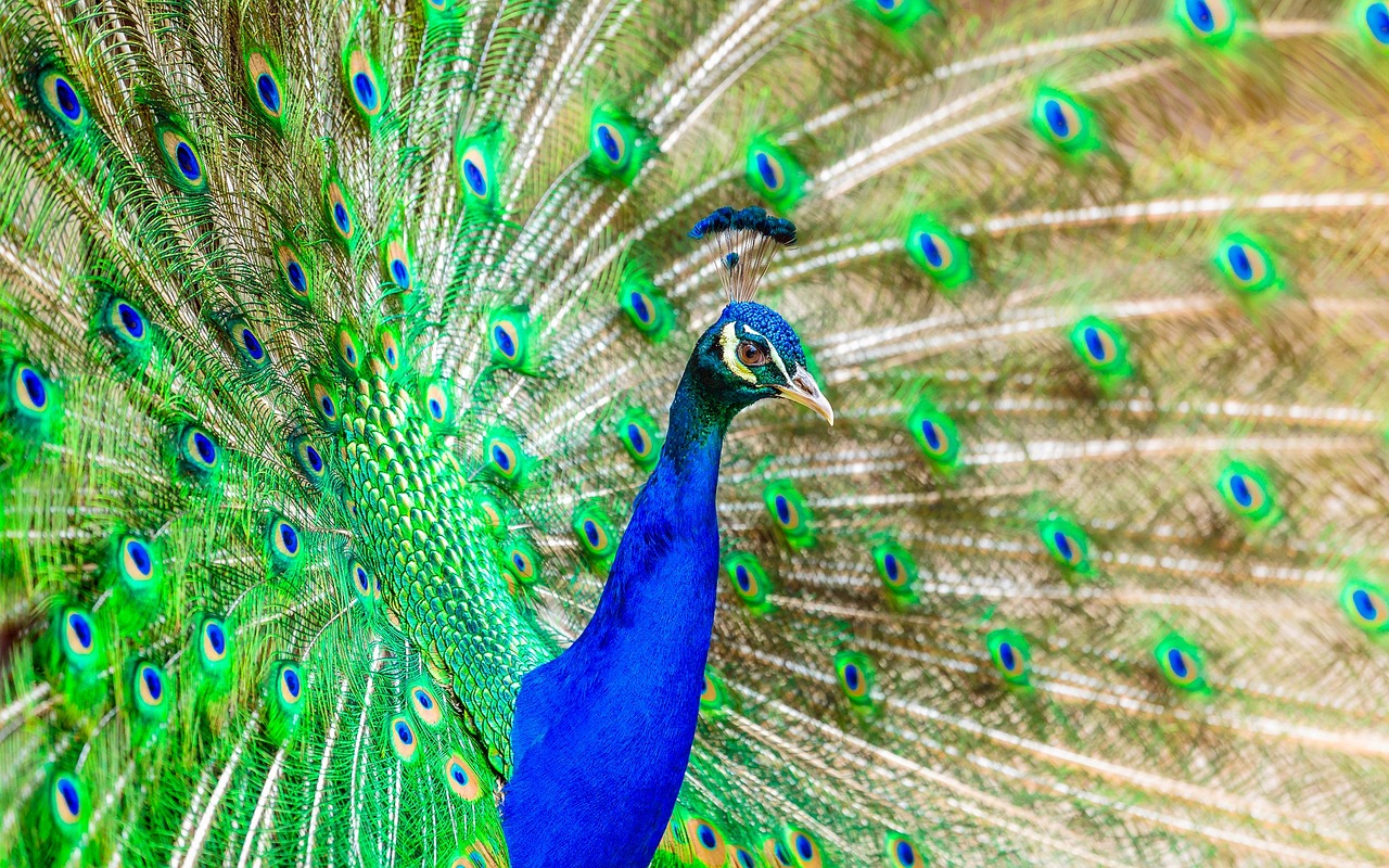 peafowl, peacock, bird