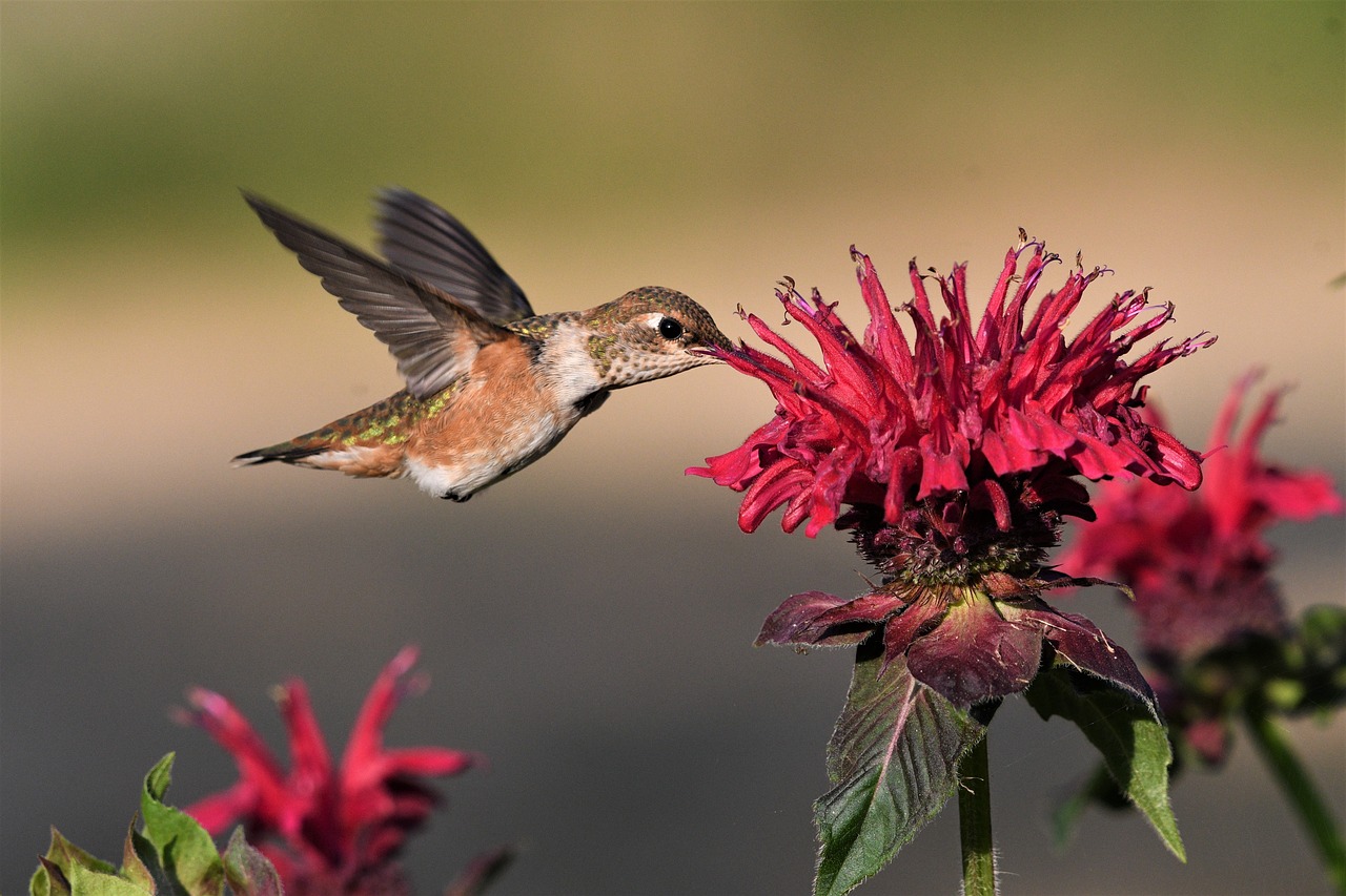 rufous, bird, hummingbird