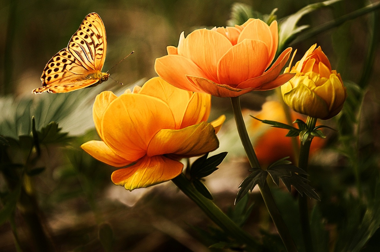 flowers, butterfly, silver washed fritillary