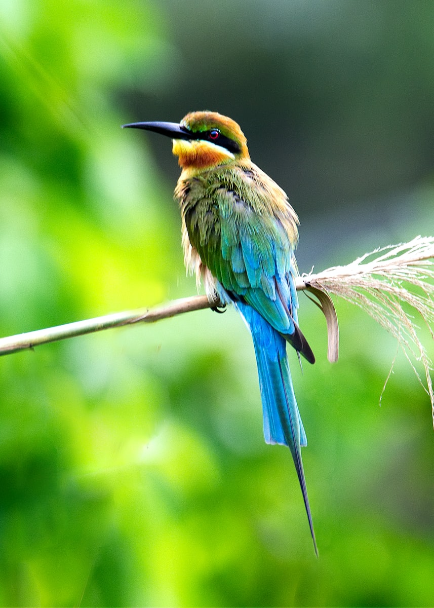 blue, yellow, and green long beaked bird on branch at daytime