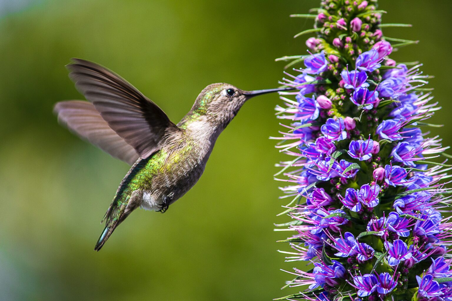 green and brown humming bird flying near purple flower